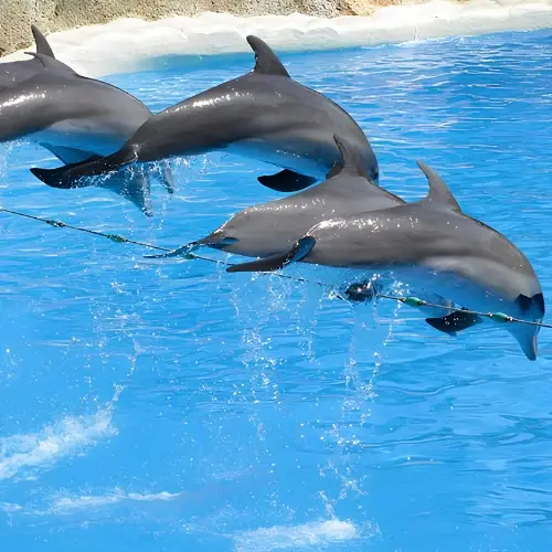 Marine Park in Bangkok, an unmissable outdoor experience to enjoy dolphin and marine shows