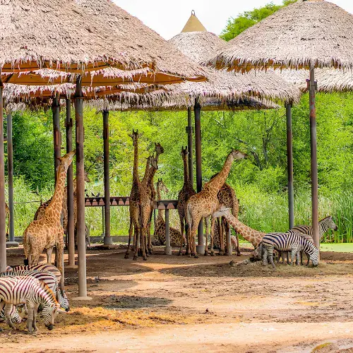 Safari World in Bangkok, a unique outdoor experience in Thailand